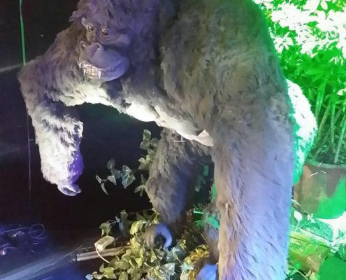 gorilla