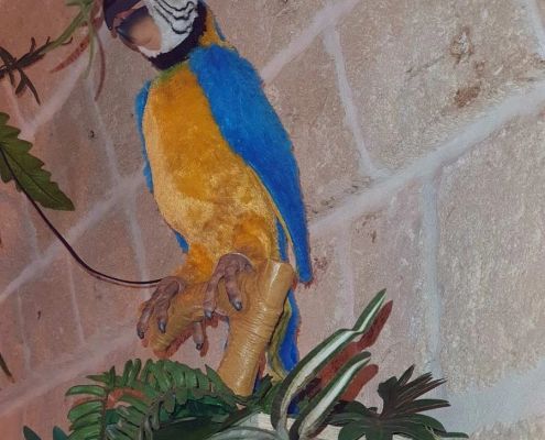 jungle bar