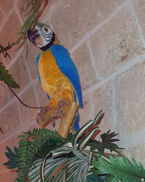 jungle bar