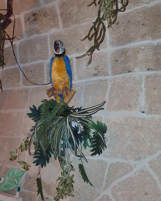 jungle bar